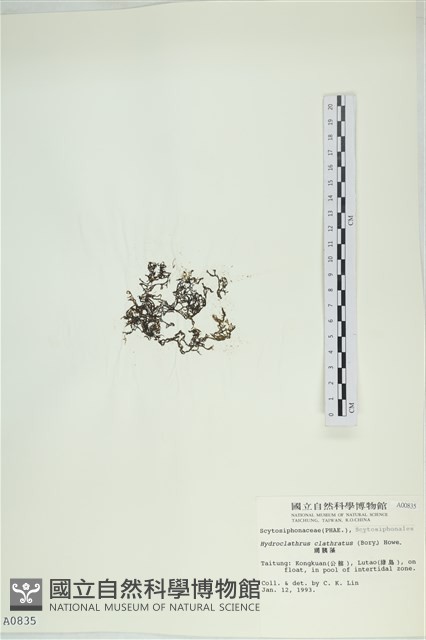 網胰藻藏品圖，第3張