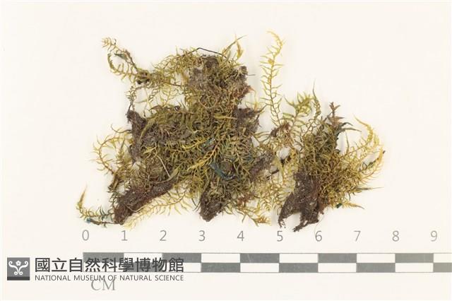 粗齒雉尾蘚藏品圖，第1張
