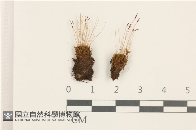 扭口蘚藏品圖，第1張