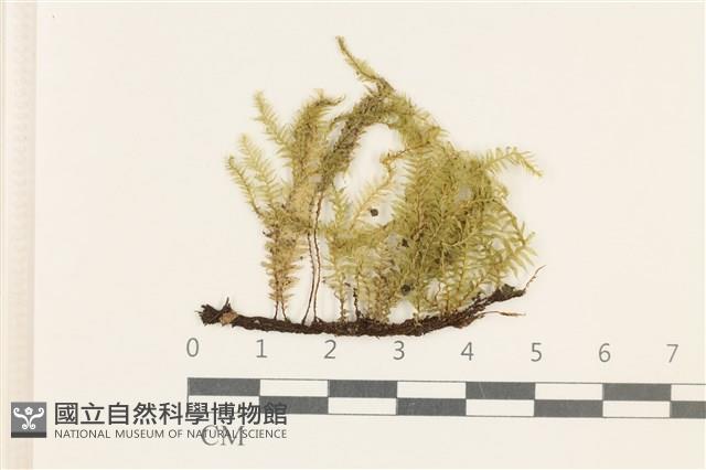 Accession Number:B00000155 Collection Image, Figure 1, Total 2 Figures