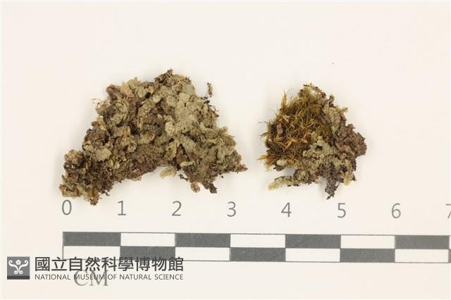 登錄號:B00016955藏品圖，第1張