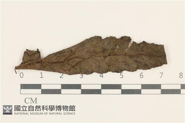 登錄號:B00004955藏品圖，第1張