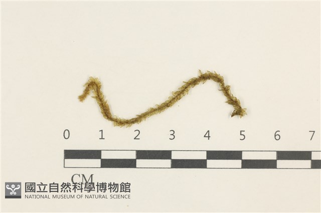 登錄號:B00005955藏品圖，第1張