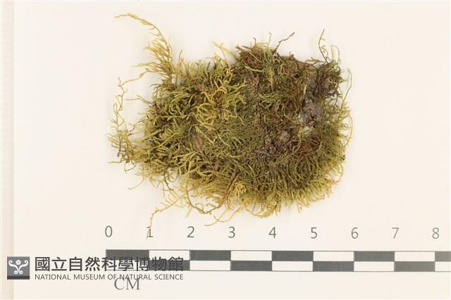 細枝青蘚藏品圖，第1張
