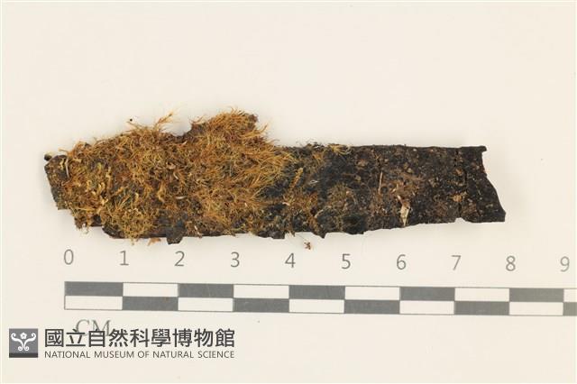 登錄號:B00010955藏品圖，第1張