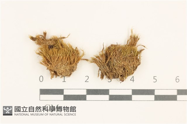 登錄號:B00008855藏品圖，第1張