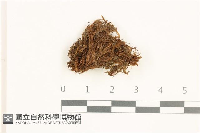 雙齒鞭苔藏品圖，第1張