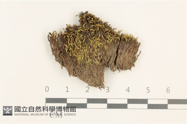 扭口蘚藏品圖，第1張