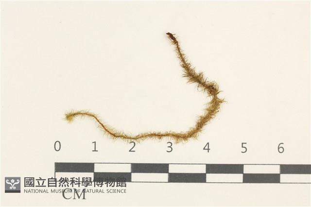 登錄號:B00015855藏品圖，第1張