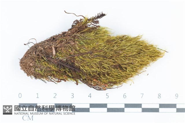 青毛苔藏品圖，第1張