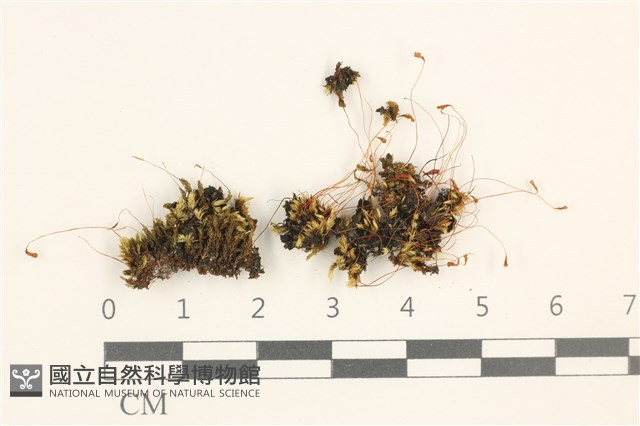 登錄號:B00011025藏品圖，第1張
