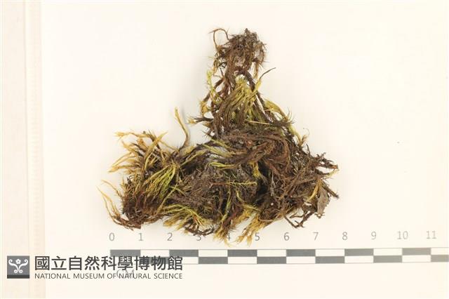 館號:B00020025藏品圖，第1張