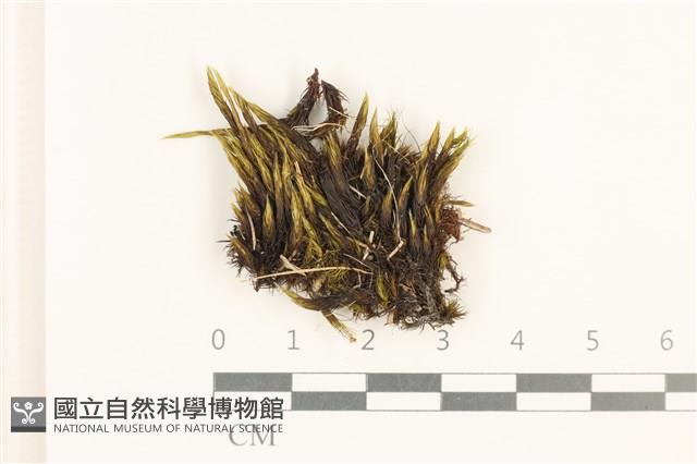 登錄號:B00021125藏品圖，第1張