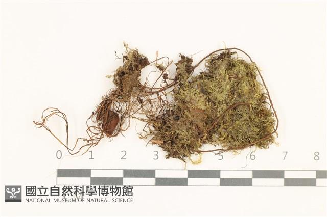雙齒護蒴苔藏品圖，第1張