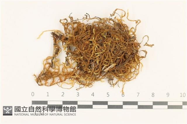 四川懸蘚藏品圖，第1張