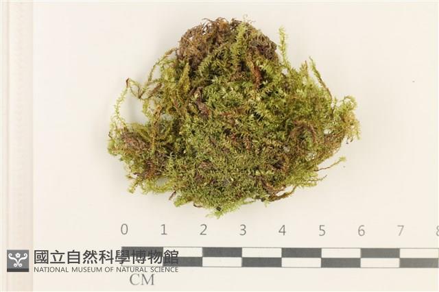 羽枝青蘚藏品圖，第1張