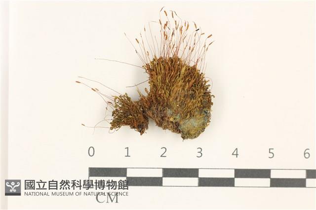 登錄號:B00017925藏品圖，第1張