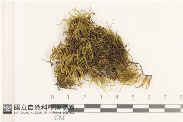 羽枝青蘚藏品圖，第1張