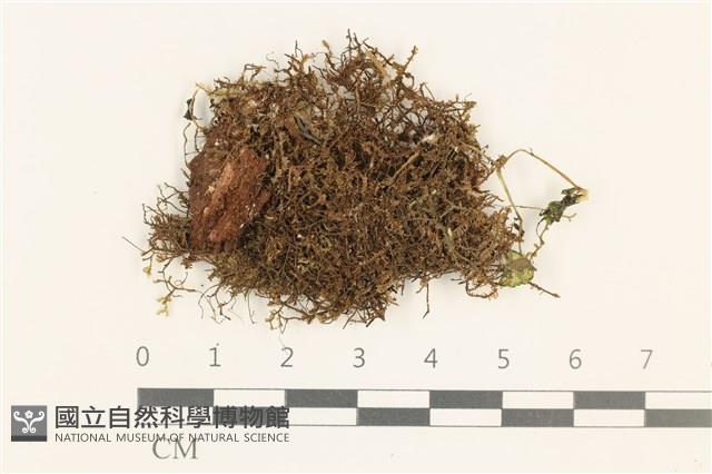 登錄號:B00010925藏品圖，第1張