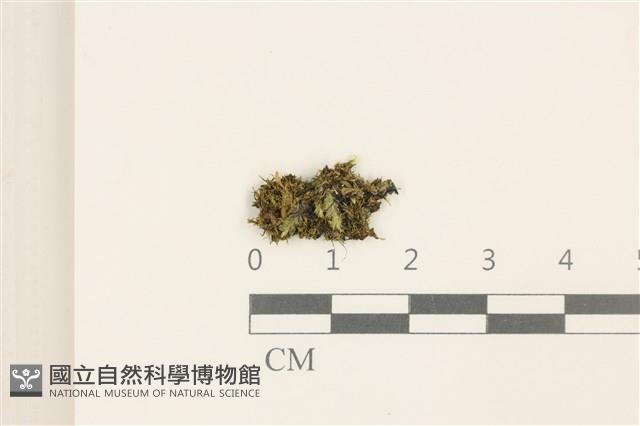 細花葉蘚藏品圖，第1張
