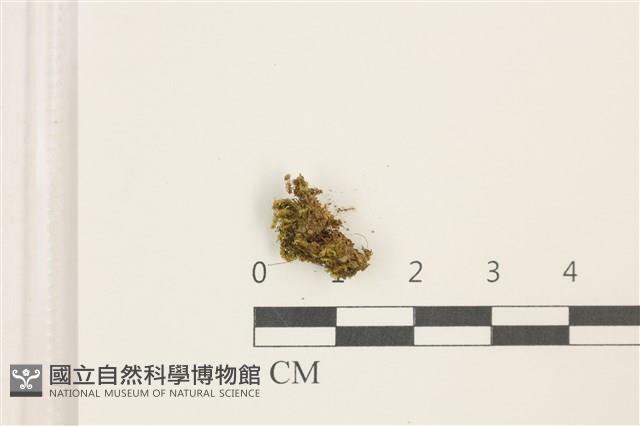 東亞羽枝蘚藏品圖，第1張