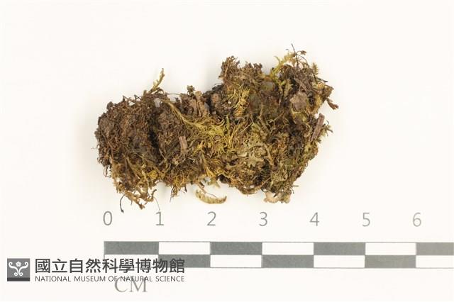 日本鞭苔藏品圖，第1張