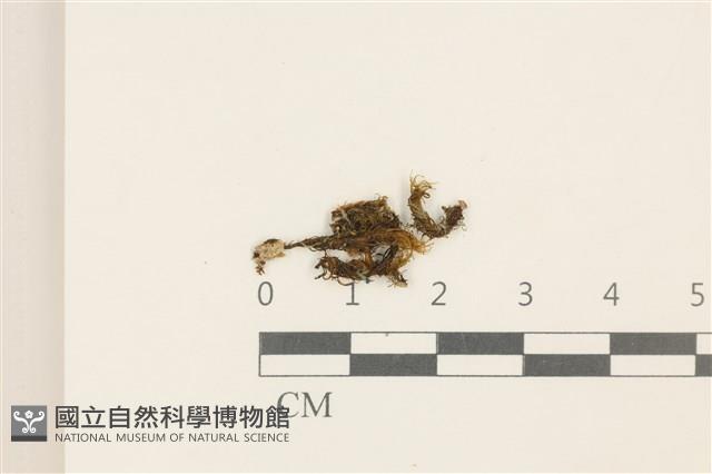 劍葉花葉蘚藏品圖，第1張