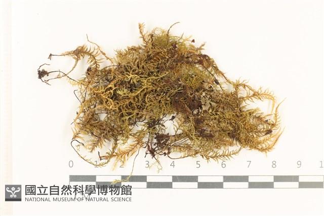 粗齒雉尾蘚藏品圖，第1張