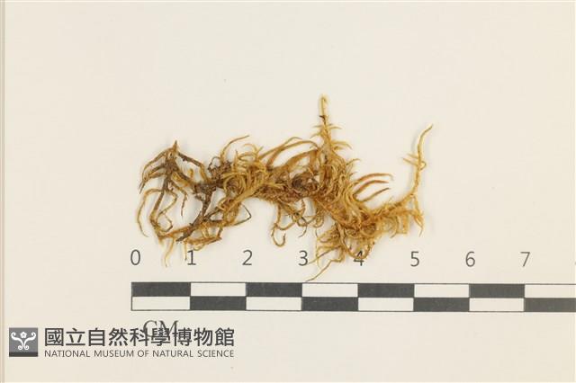 大濕原蘚藏品圖，第1張