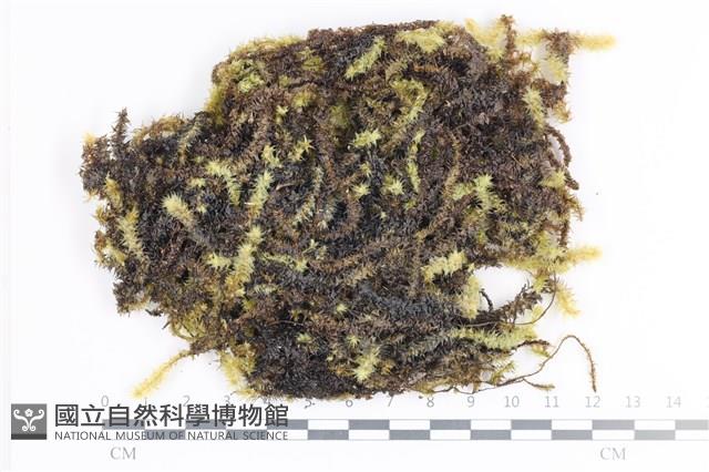 大灰氣蘚藏品圖，第1張