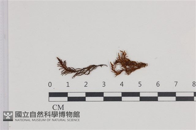 山羽蘚藏品圖，第1張