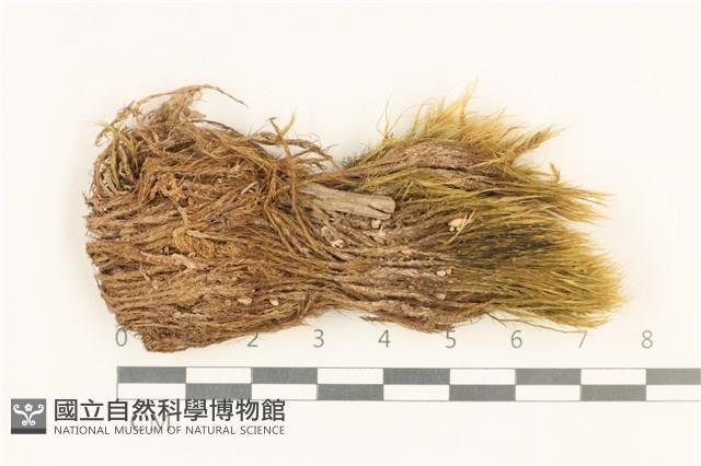 登錄號:B00015875藏品圖，第1張