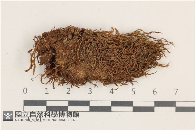 登錄號:B00011875藏品圖，第1張