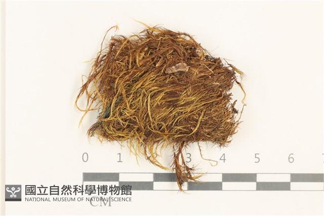 登錄號:B00001875藏品圖，第1張