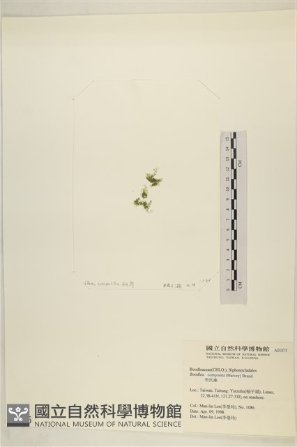 布氏藻藏品圖，第3張