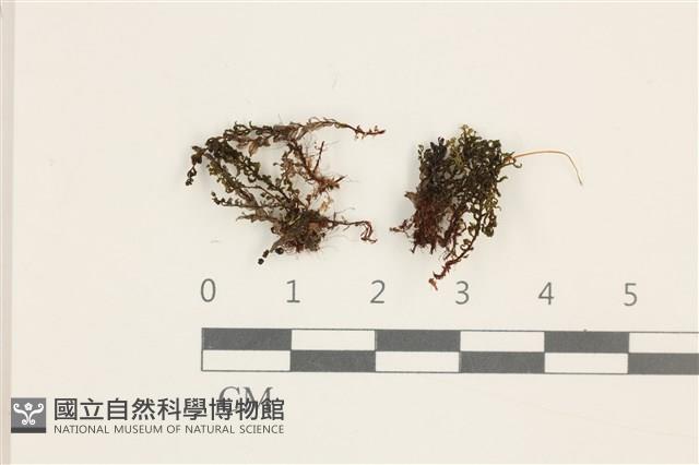 登錄號:B00003875藏品圖，第1張