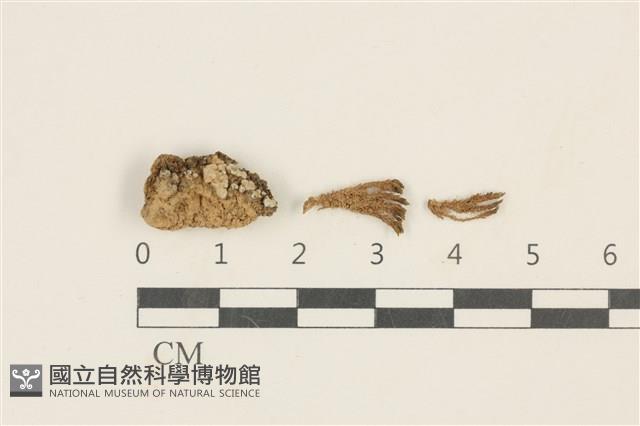 鈍葉蘆薈蘚藏品圖，第1張