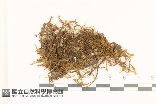粗齒雉尾蘚藏品圖，第1張