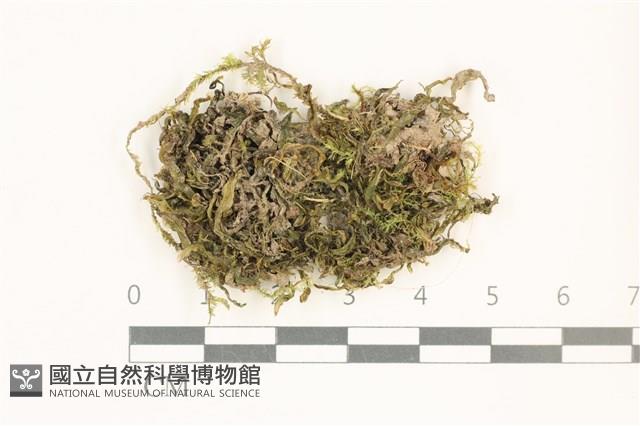 毛擬叉苔藏品圖，第1張