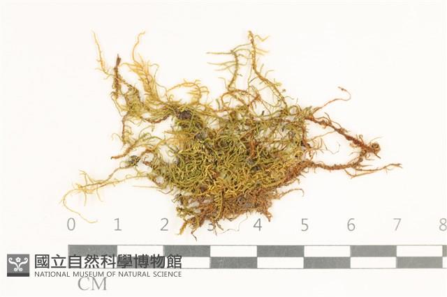 登錄號:B00004915藏品圖，第1張