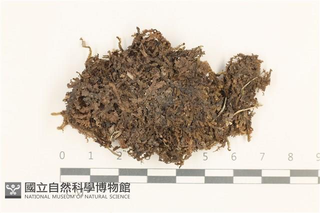 鈍葉護蒴苔藏品圖，第1張