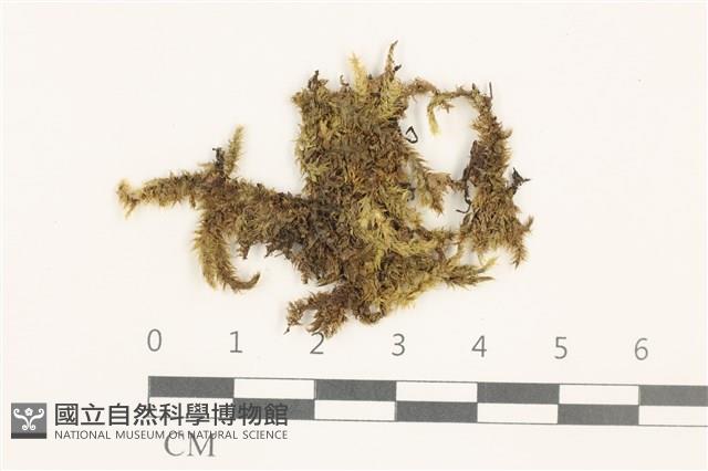 登錄號:B00008815藏品圖，第1張