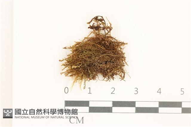 登錄號:B00015815藏品圖，第1張