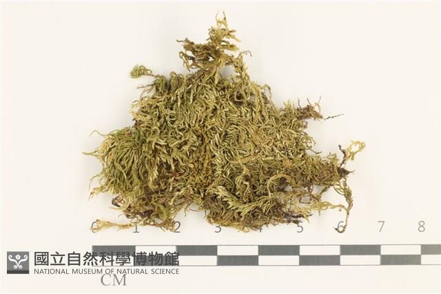 仰葉青蘚藏品圖，第1張