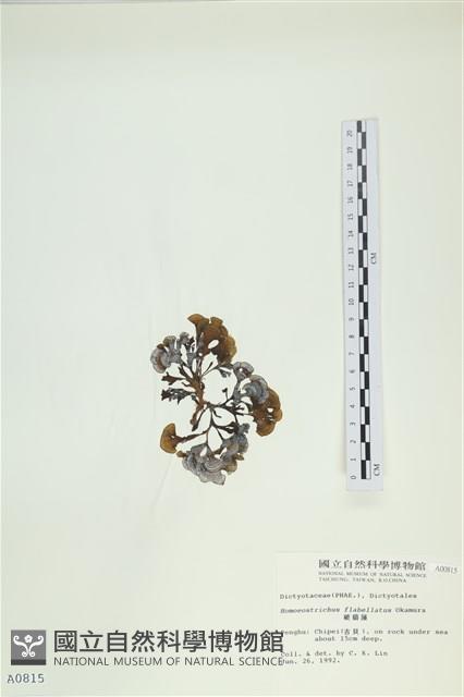 多扇藻藏品圖，第3張