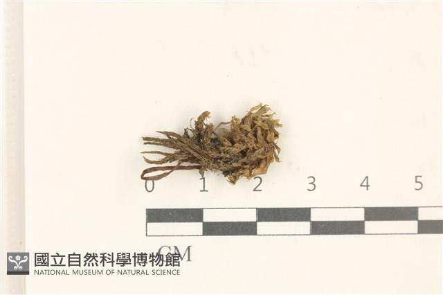 館號:B00021295藏品圖，第1張