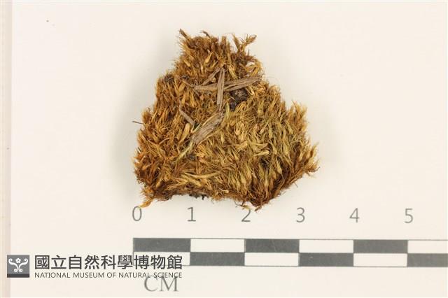 高山曲柄蘚薄葉變種藏品圖，第1張