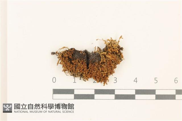 登錄號:B00000295藏品圖，第1張