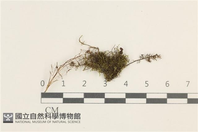 登錄號:B00014095藏品圖，第1張