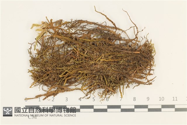 扁枝牛舌蘚藏品圖，第1張